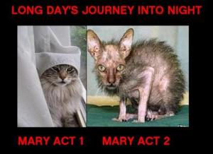 tumblr_m08as56vDC1rppehho1_500