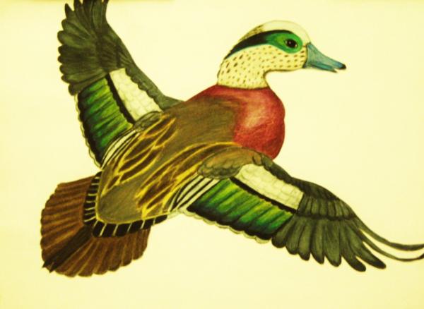 wild-duck-jamey-lee--balester-lopez