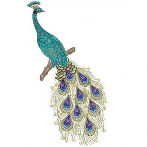peacock001