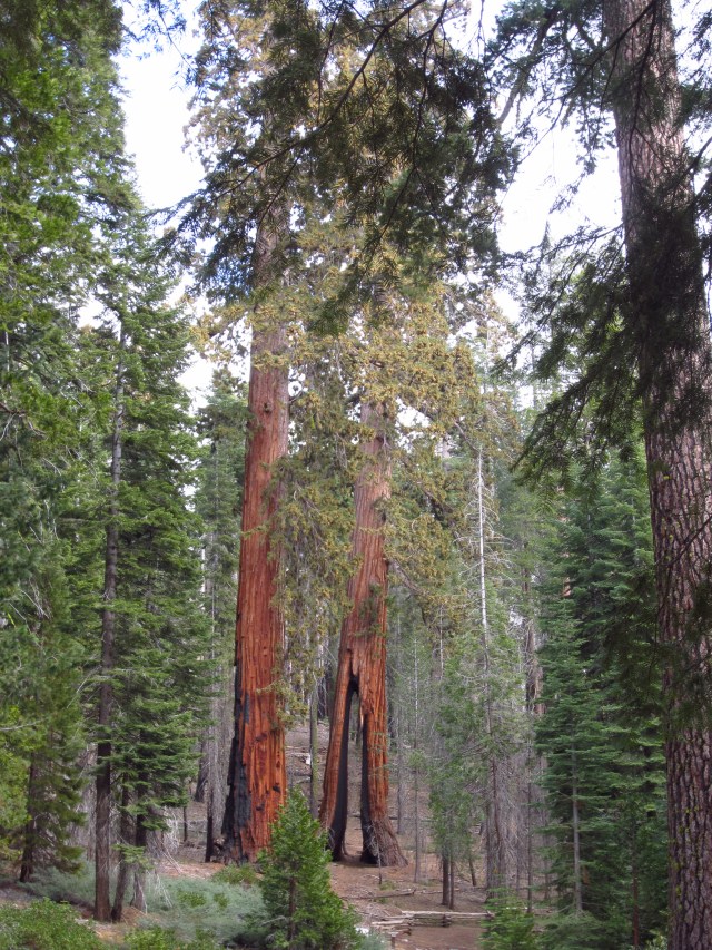 The Clothespin Tree in Mariposa Grove of Giant Sequoias.