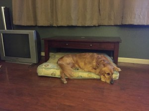 11181239_10153812167174517_6038154262375993183_o